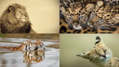 Art of Zoo