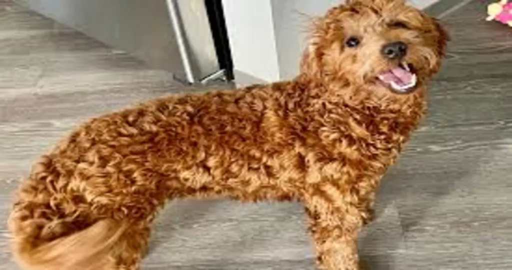 Skinwalker’s Dog: How to Protect Yourself from a Malignant Shapeshifter Skinwalker’s Dog: How to Protect Yourself from a Malignant Shapeshifter