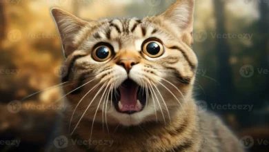 Cat Emoticon